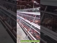 Poultry Battery Chicken Cage Laying Hens Farm Equipment