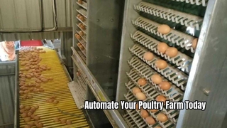 Sistema automatico di gabbie per galline ovaiole per allevamento avicolo