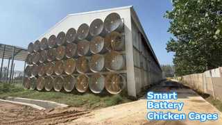 Capannone per polli a strati di batterie a controllo ambientale