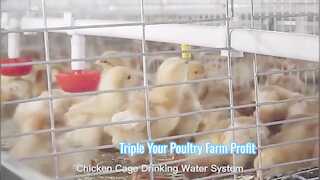 Automatic Broiler Cage System Maximize Poultry Farm Profit