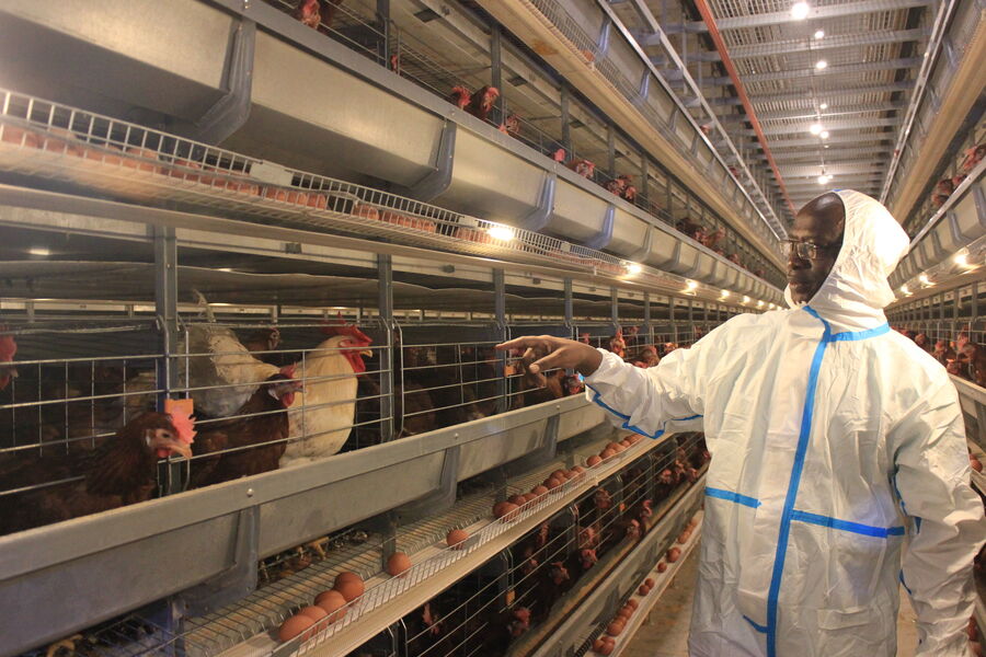 Cina Henan Silver Star Poultry Equipment Co.,LTD Profilo Aziendale