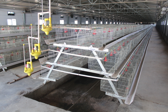 Automatic Layer Baby Broiler Chick Cage Poultry Farm Equipment Pullet  275g / M2