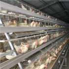 Q235A Egg Laying Chicken Cage Hot Dipped Galvanized 39*38*38cm