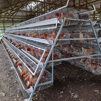 Hot Dip Galvanized Egg Layer Chicken Cage A Type Battery 96 Birds 128 Birds Poultry Farm