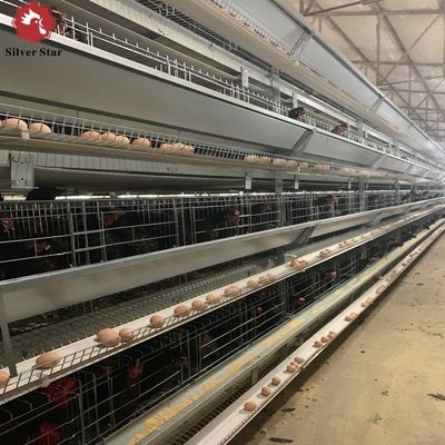 H Type Layer Cage with Hot Galvanization & Automatic Feeding for Large Poultry Farm Projects