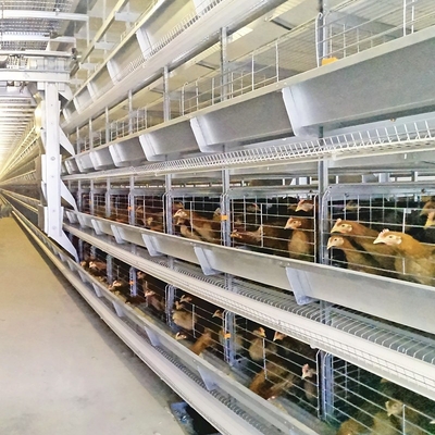 0.75kw Auto Feeding Layer Chicken Cage 54-384 Birds For Husbandry