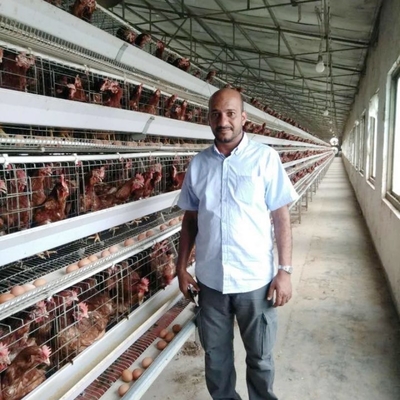 A Type Battery Chicken Layer Cage 3 Tier 120 Capacity For Poultry In Dubai