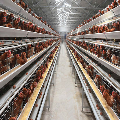 H-Type Automatic Layer Battery Cage System 15-20 Year Service Life Fully Automated Hot-Dip Galvanized for Poultry Farming