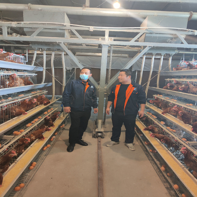 Poultry Farm A Type Chicken Cages For Laying Eggs Stable Structure