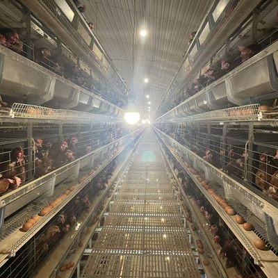Battery Chicken Cages Fully Automatic Environmental Controlled System Suitable for Poultry Farming