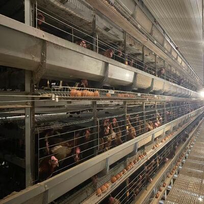 Battery Chicken Cages Fully Automatic Environmental Controlled System Suitable for Poultry Farming