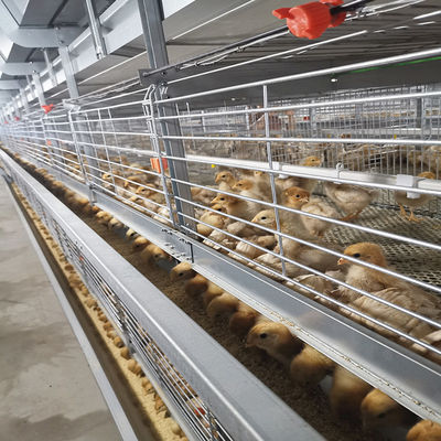 SONCAP Certification 380V 50HZ Automatic Broiler Equipment For Chicken House