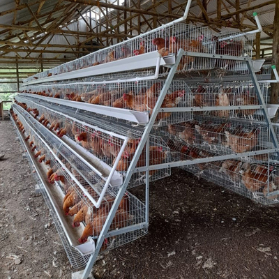 A Type Layer Egg Laying Chicken Cage 160 Birds With Automatic Feeding System