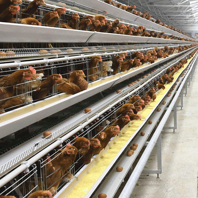 Sistema di gabbie per polli a strati di tipo A con capacità a 3 livelli, acciaio zincato a caldo e alimentazione automatica per pollai