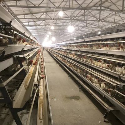 Gabbia per polli a strati durevoli con 3 o 4 livelli per l'utilizzo dello spazio e resistenza alla corrosione di lunga durata, adatta per allevamenti di pollame