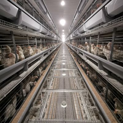 Sistema di gabbia a batteria per polli di pollo di tipo H diretto in fabbrica con galvanizzazione a caldo, tappeti di plastica morbida e pulizia automatica del letame per allevamenti commerciali di polli da carne
