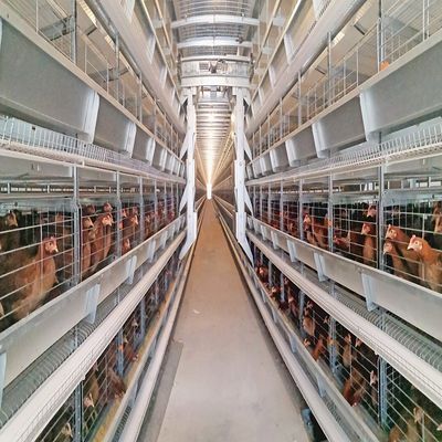 H Type Layer Cage with Hot Galvanization & Automatic Feeding for Large Poultry Farm Projects