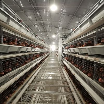 H-Type Battery Cage System with Hot-Dip Galvanized Frame Automatic Feeding Trough Stackable Modular Design for Commercial Poultry Farms