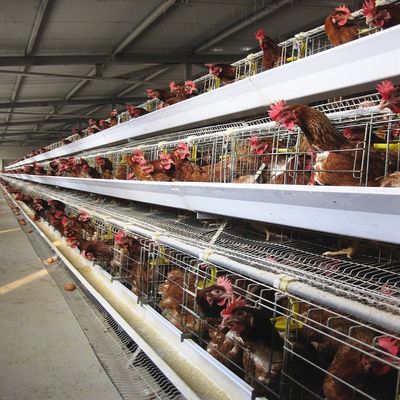 Gabbia di pollo a 3 livelli / 4 livelli di tipo A con alimentazione automatica e raccolta di uova.