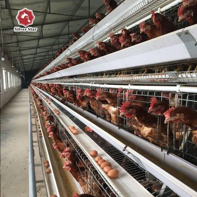 Sistema di gabbia a batteria a strato automatico di tipo A conveniente per allevamenti di pollame di medie e grandi dimensioni