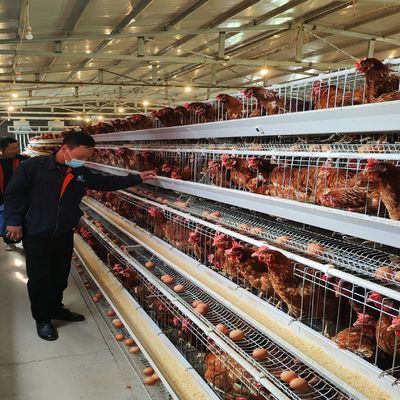 Sistema di gabbia a batteria a strati di tipo A conveniente e con eccellente ventilazione per allevamenti di pollame a tre o quattro livelli