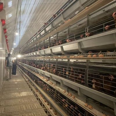 Sistema di gabbia a batteria a strato automatico H-Type con acciaio galvanizzato a caldo per 15-20 anni di vita e raccolta automatica di uova