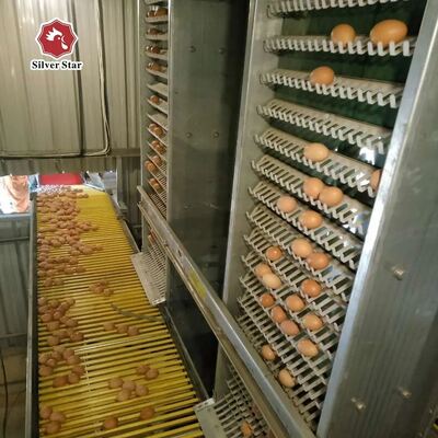 Sistema di gabbia a strati di tipo H. Gabbia di pollo a strati automatici per allevamenti commerciali di pollame