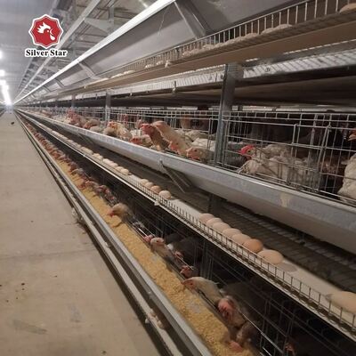 Sistema di gabbia a batteria chiavi in mano per oltre 50.000 uccelli con acciaio galvanizzato a caldo e piena automazione
