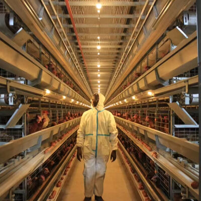 Sistema di gabbia di pollame a caldo in acciaio galvanizzato completamente automatico con 3 o 4 livelli per l'allevamento di pollame