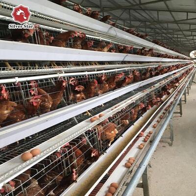 Gabbia a strati a tre livelli di tipo A con acciaio galvanizzato e sistema di alimentazione automatico per allevamenti di pollame