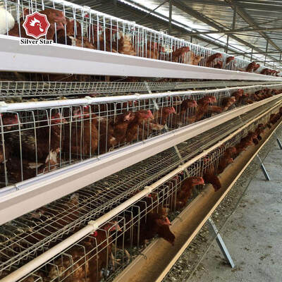 Sistema di gabbia a batteria per pollame di tipo A galvanizzato a caldo