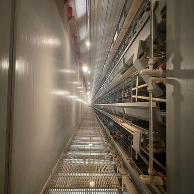 Cage di pollo a strato di tipo H galvanizzato a caldo con alimentazione automatica per grandi progetti di allevamenti avicoli