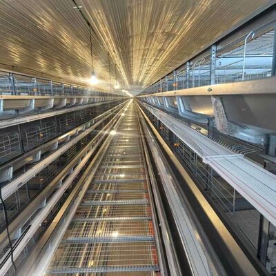 Cage per polli a 4 strati con alimentatori adatti per alloggiamento intensivo di polli a strati e operazioni di alimentazione semplificate