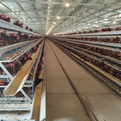 Gabbia a strato galvanizzata a caldo. Gabbia a batteria per la raccolta automatica di uova.