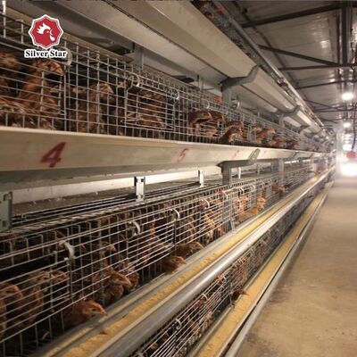 Sistema automatico di gabbie per pulcini di tipo A con zincatura a caldo e abbeveratoi automatici a capezzolo per 100-300 pulcini/set