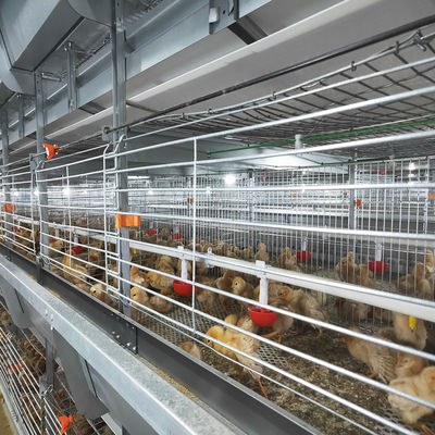 Gabbia per polli a batteria automatica tipo H. Attrezzature di alimentazione per allevamenti di pollame commerciali ad alta densità
