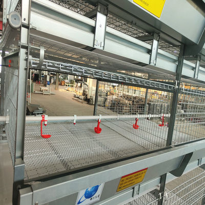 Automated H-Type Broiler Cage System with Hot-Dip Galvanized Steel for High-Density Poultry Farming