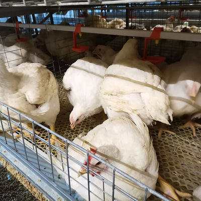 Gabbie per polli da carne commerciali tipo H | Soluzione automatizzata per l'allevamento intensivo di polli da carne