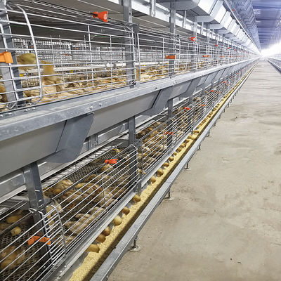 SONCAP Certification 380V 50HZ Automatic Broiler Equipment For Chicken House